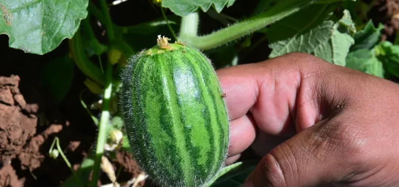 Dışı karpuza içi kavuna tadı salatalığa benziyor