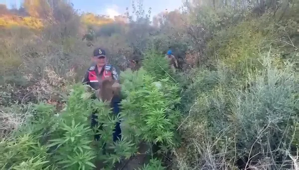 1694526025379.jpg Zehir tacirlerine geçit yok! Tekirdağ'da 514 kök Hint keneviri ve 900 gram esrar ele geçirildi - 2