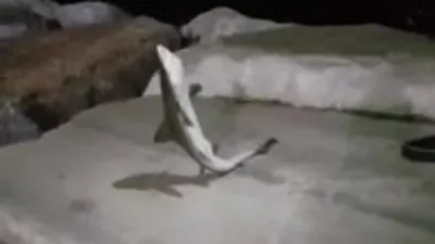 İstanbul’da oltayla köpek balığı tuttu!