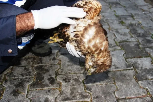 Kalbi duran şahin için seferber oldular! Sosyal medya o anları konuşuyor - 3