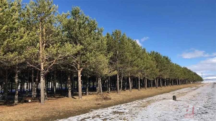 Bozkırın ortasında yemyeşil doğa! Hayran bırakan görüntüler 16