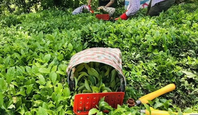 cay-ureticileri-dikkat-caykurdan-yas-cay-alimina-kontenjan-1720641461138.jpg Çay üreticileri dikkat! ÇAYKUR'dan yaş çay alımına kontenjan