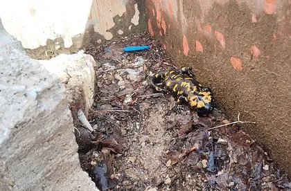 Bacavan Yaylası’nda görüntülendi! Defalarca fotoğrafını çektiler