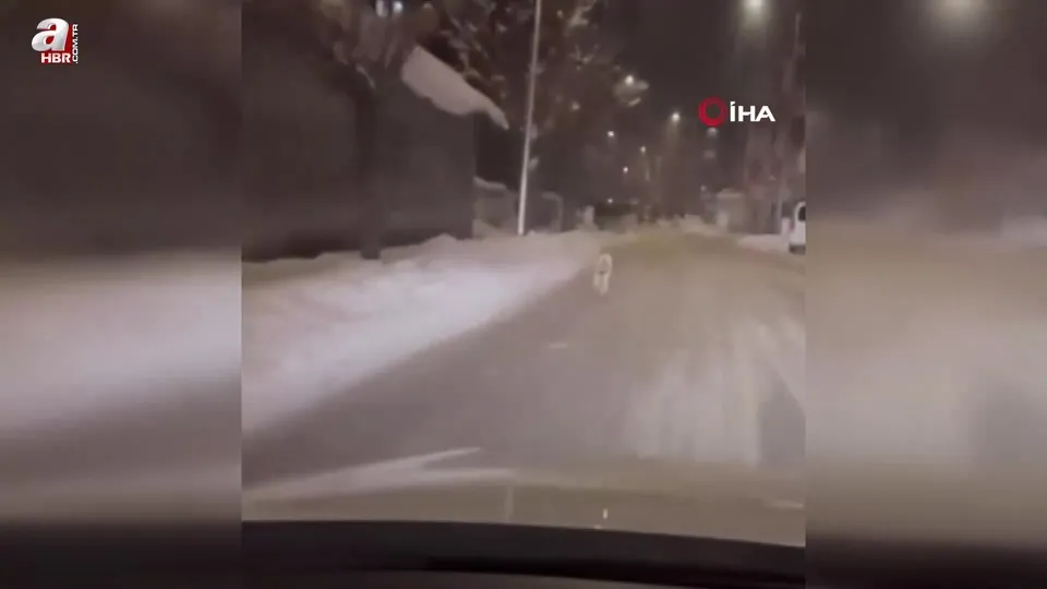 Patnos’ta kurt böyle görüntülendi