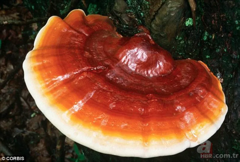 Ölümsüzlük mantarı nedir | Reishi mantarının faydaları nelerdir | Fiyatı dudak uçuklatıyor 1