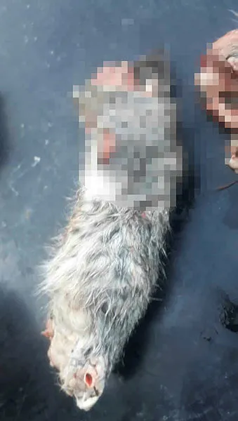 Konya Meram'da vahşet: Bacakları ve kuyruğu kesilmiş iki yavru kedi ölü bulundu - 1