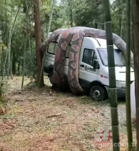 Bu görüntüler dehşete düşürdü! Dev anakonda arabayı sardı 7