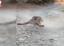 Ormanda yürüyüş yaparken puma saldırdı! Ölümcül takip kamerada