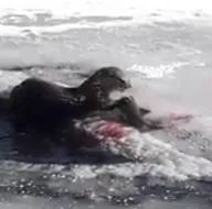 Ender rastlanan olay! Su samuru avıyla böyle görüntülendi