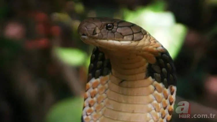 Kral kobra yılanı İngiliz adama saldırdı! Dünyanın en tehlikeli yılanı dinlenen adamı yakaladı 6