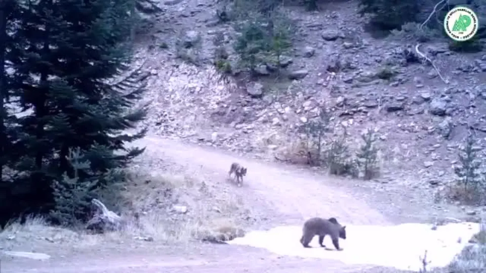 Ankara’da kurt ile ayının kovalamacası kameraya takıldı