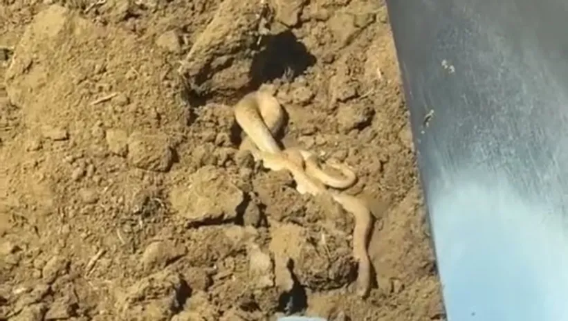 Havalar ısınınca ortaya çıktılar! Dansları böyle görüntülendi