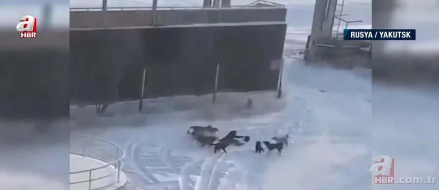 Köpekler aniden etrafını sardı! Dakikalarca ölüm kalım mücadelesi verdi ama... 9