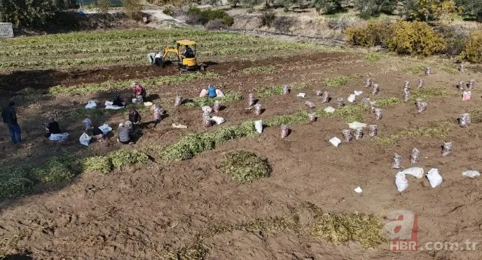 Tarlada 30 manavda 70 TL! Kuraklık vurdu verim yarıya indi 11