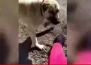 Çoban köpeğini eşek sıpasına saldırtan cani yakalandı