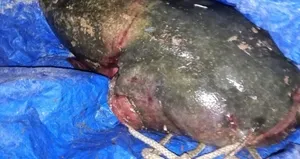 Suda timsah var alarmı! Bakın ne çıktı...