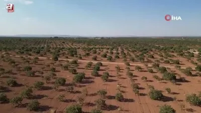 Gaziantep’te Fıstık hasatı başladı