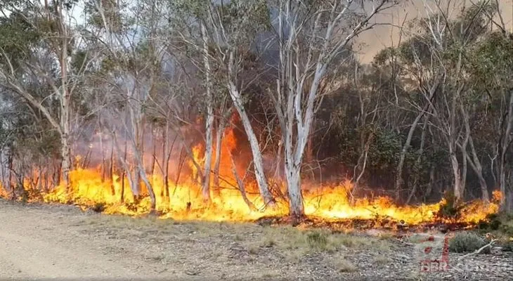 Avustralya’da örümcek alarmı verildi! Yangın ve selin ardından...