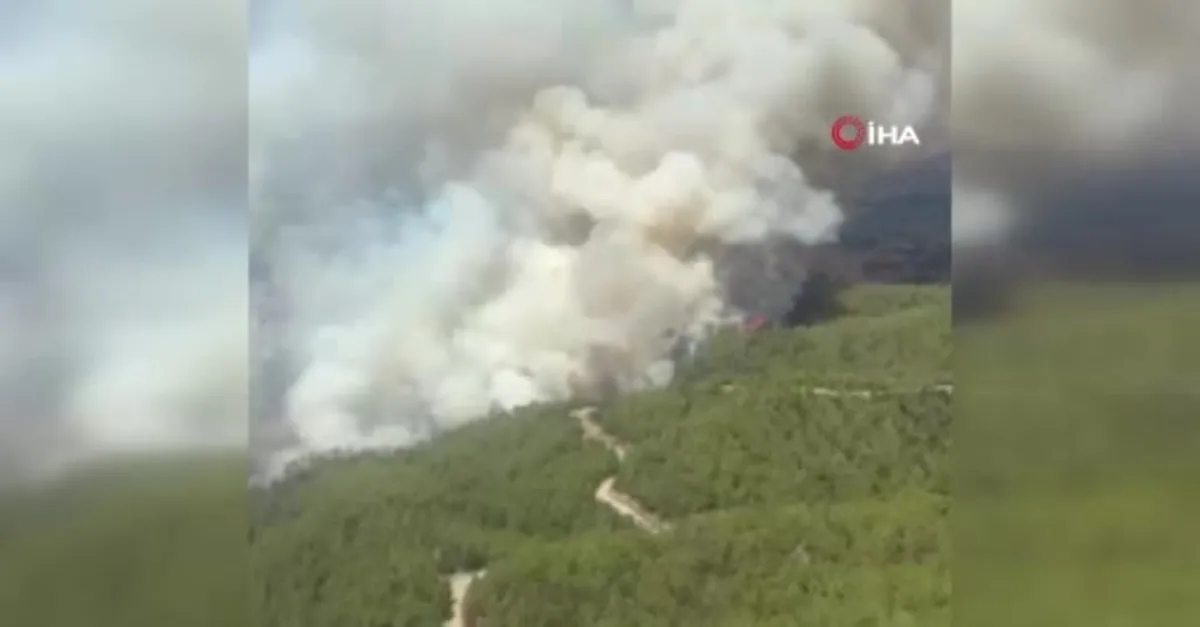 Muğla Ula'da orman yangını