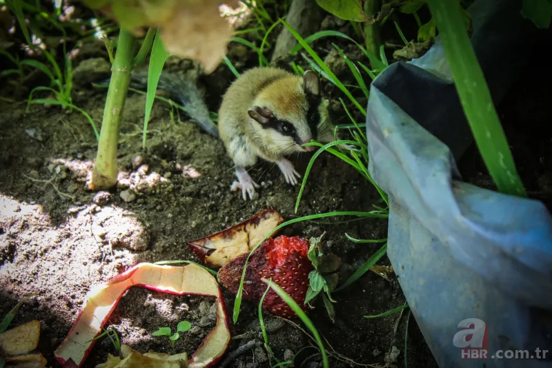 Kedinin ağzından kurtardı! Nesli tükenen hayvan o ilimizde görüldü 3