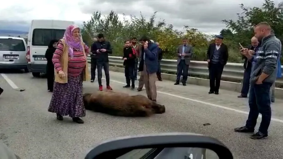 Kastamonu'da bir anda yola çıkan ayı kazaya sebep oldu