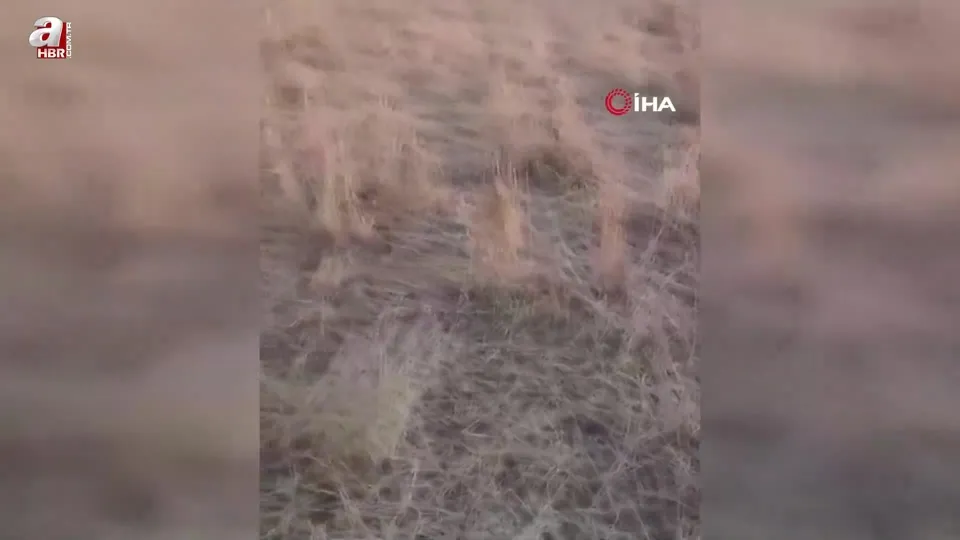 Araziler yaban domuzlarının istilasına uğradı