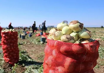 Soğan fiyatları dip yaptı ürünler tarlada kaldı! Soğanın kilosu 6 liraya geriledi