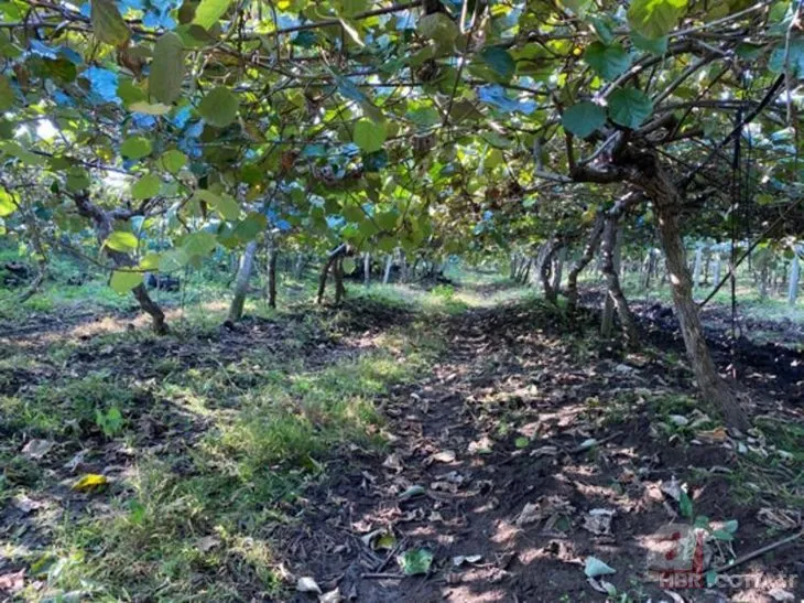 İngiltere ve Rusya’nın gözü Samsun’da! Çocuk gibi bakılıyor