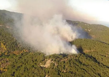 Bergama'da orman yangını