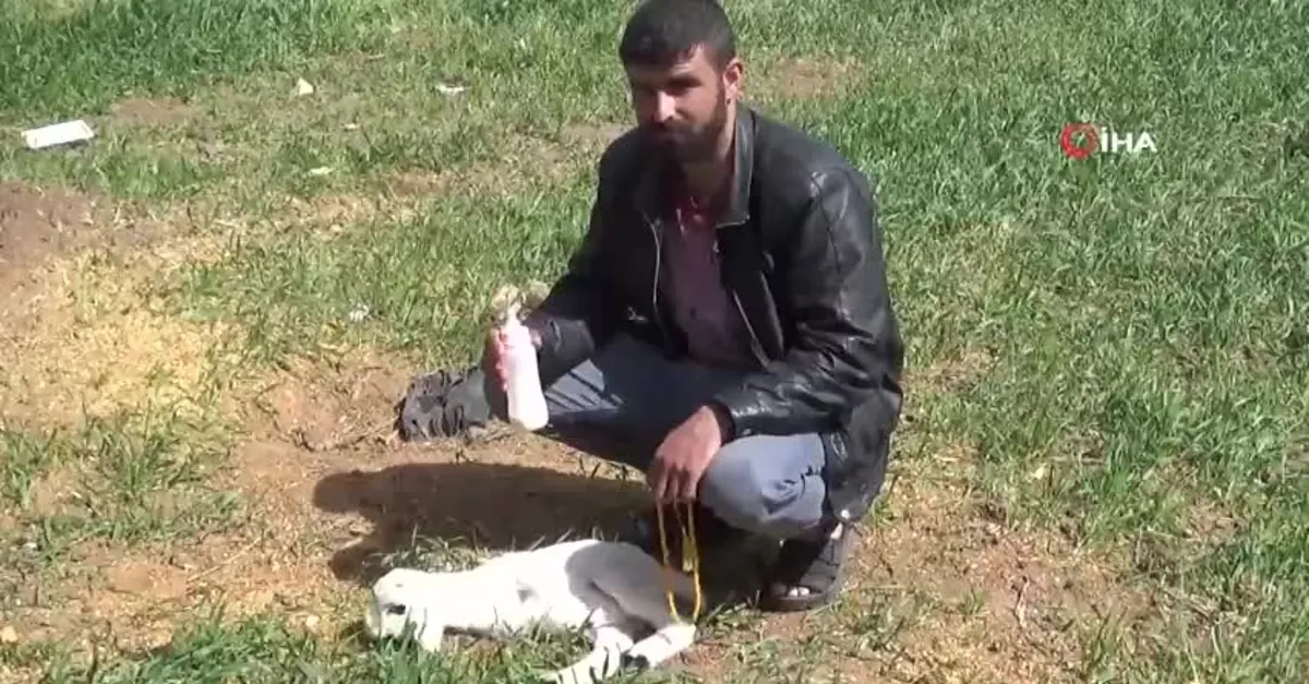 Kilis'te dünyaya gelen kuzu görenleri hayrete düşürdü