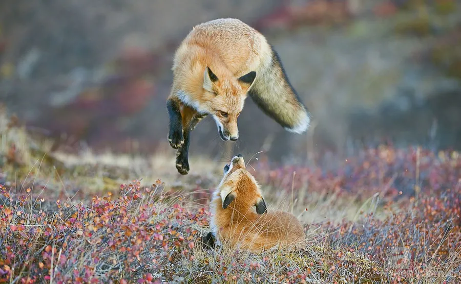 Erzurum'da görenleri şaşırtan anlar! Hemen telefona sarıldılar 24
