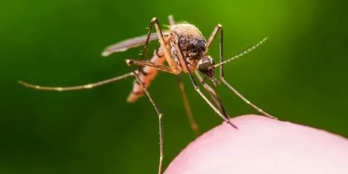 Dang humması yayılıyor: Vaka sayısı 16 bine yaklaştı