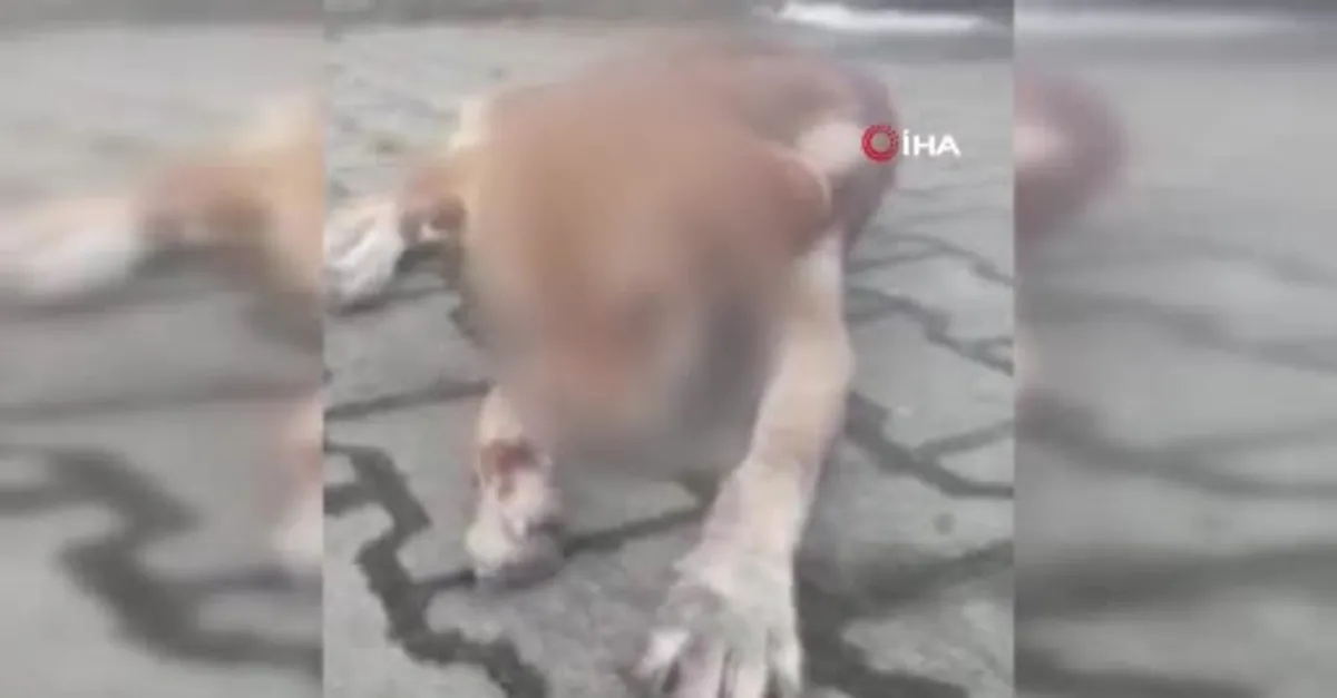 Sokak köpeğinin gözlerini oydular! Zonguldak'ta kan donduran olay
