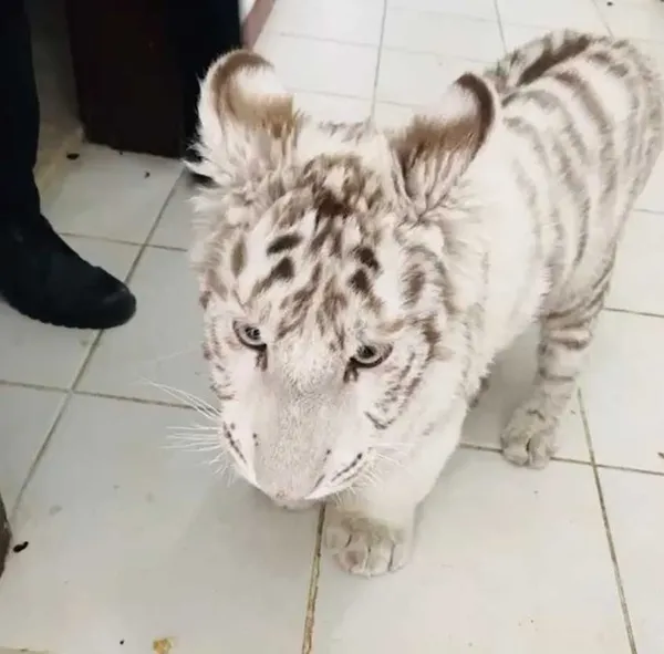 JASAT'tan hayvan kaçakçılarına operasyon! Beyaz Kaplan ve Hint Şebeği çıktı - 2