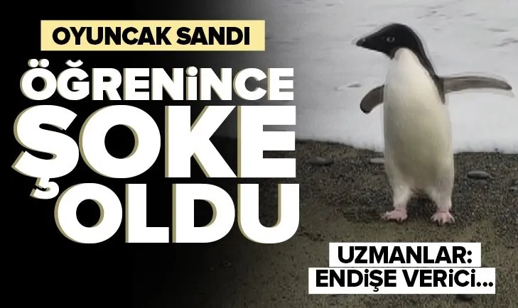 Yüzlerce kilometre yol katetti! Oyuncak sandı... Öğrenince şoke oldu