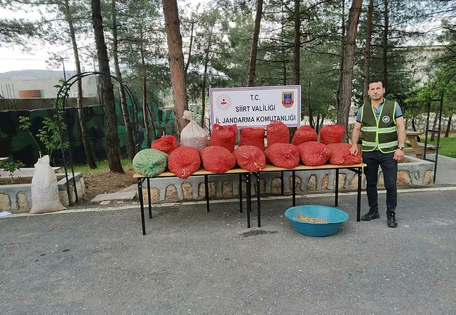 Siirt'te kaçak salep soğanı toplayan kişiye 73 bin 747 lira ceza - 2
