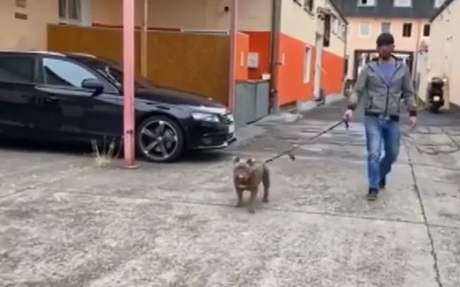 Son Dakika Kopekler Koronaviruse Covid 19 Hazirlaniyor 3 Hafta Sonra Devreye Girecek Ahaber Video Izle