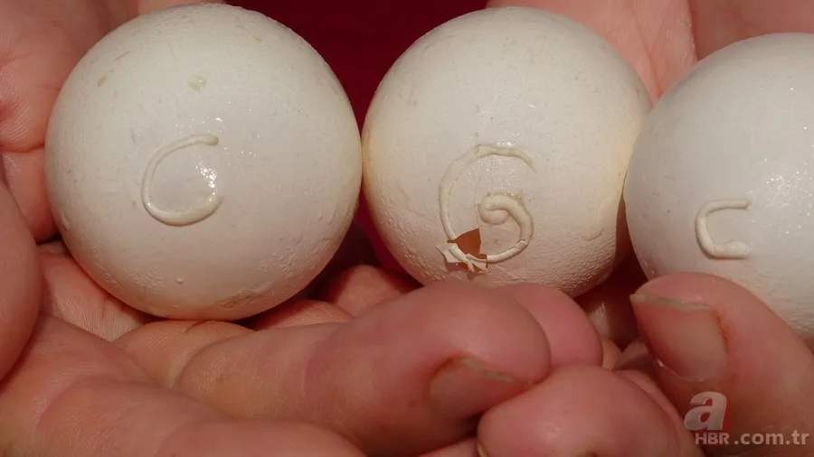 Tavuk kümesine girince gözlerine inanamadı 🥚 Günlük yumurtalarının üstünde adı ve soyadının baş harflerini gördü 🐔 5