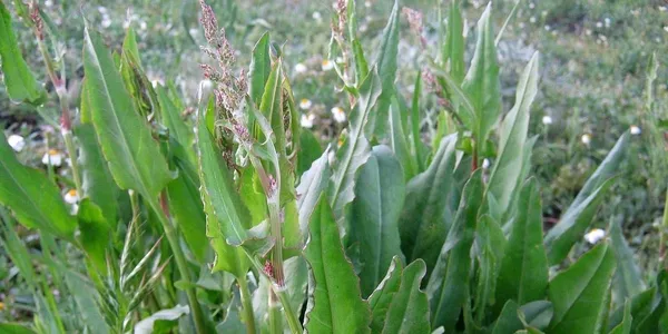 Doğada kendiliğinden yetişiyor! Yüzyıllar önce keşfedildi! Meğer en güçlü mikrop öldürücüymüş...