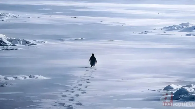 Tek başına yürüyen penguen olayı nedir, hangi belgeselde yayınlandı? Nihilizm ne demek? 7