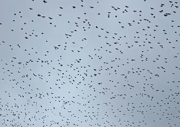 Tatvan'a kış ortasında kuş akını