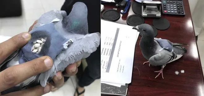 Uyuşturucu ticareti için kullanılan posta güvercini yakalandı