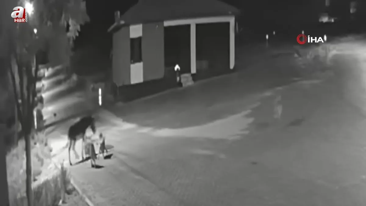 Gece yarısı evlerin dibine kadar geldiler! Kameraları izleyen mahalleli şoke oldu