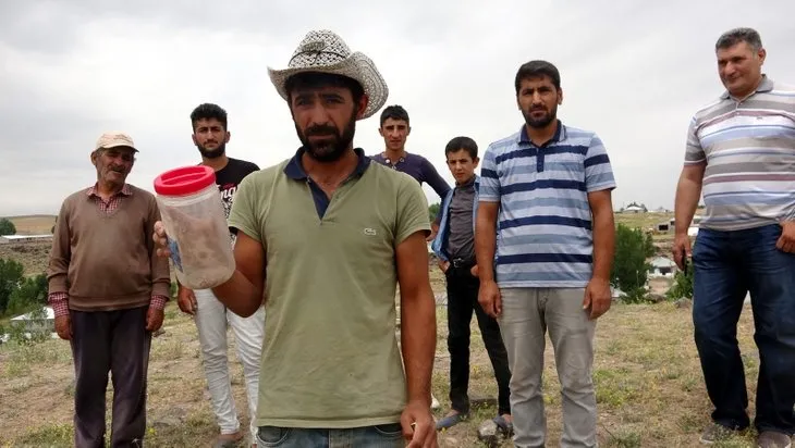 Van'da bir mahalleyi istila ettiler! İncelemeye gelen ekipler şaşkına döndü!