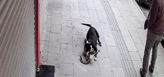 Hatay’da sahipsiz pitbull sokak kedisini telef etti! Dehşet anları kameraya yansıdı