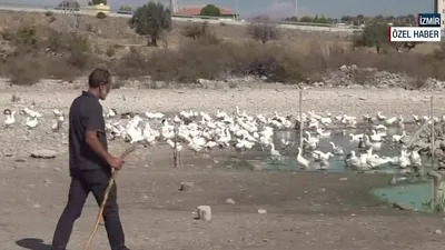 Soğuk iklimlerin dayanıklı kanatlısı kaz