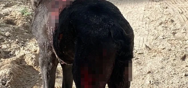 Nevşehir’de Sokak köpekleri atlara saldırdı