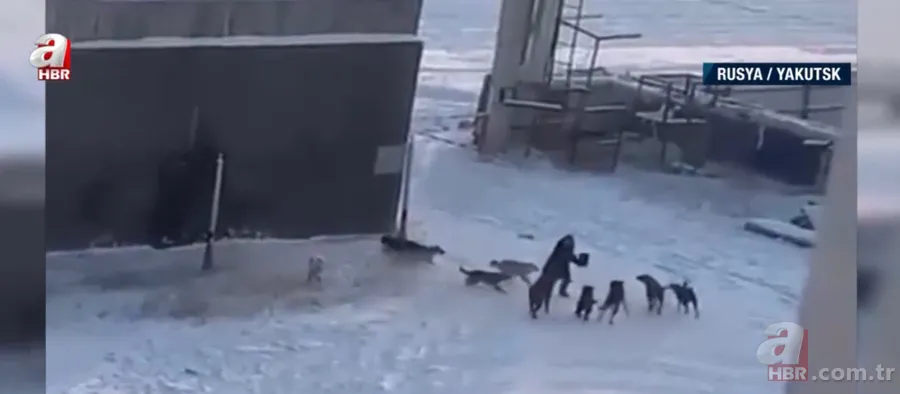 Köpekler aniden etrafını sardı! Dakikalarca ölüm kalım mücadelesi verdi ama... 6