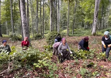 Akçakoca'da ormanda gençleştirme yapıldı
