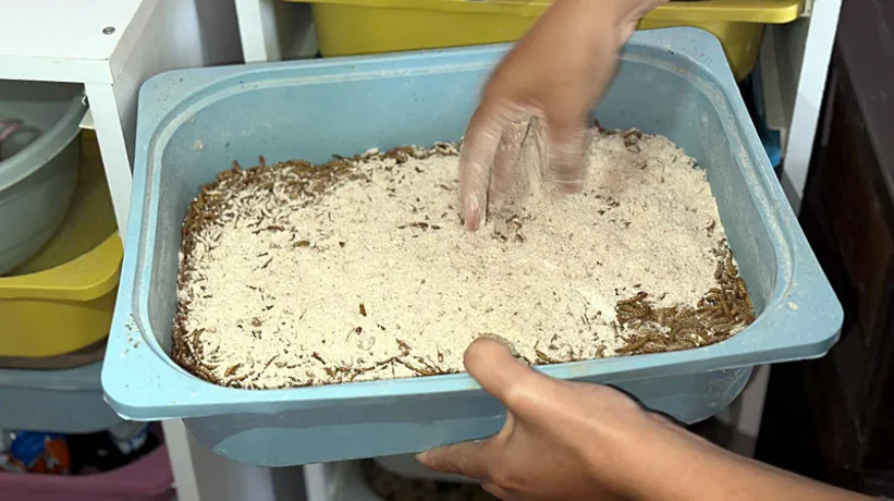 Evinde öyle bir iş kurdu ki paraya para demiyor! Hayvanları için kolları sıvamıştı